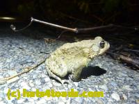 /home//u458753944/public_html/sourcegallery//Roxborough Toad Detour/2013-2019/2013/2013-05-08/P1120363.JPG